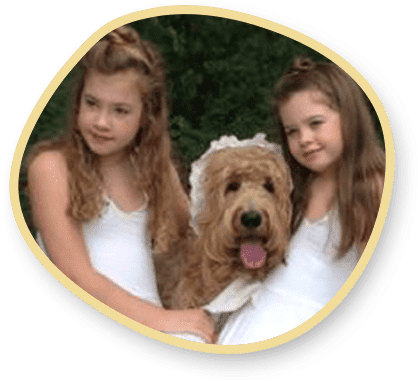 About Goldendoodle Generations and Coat Types