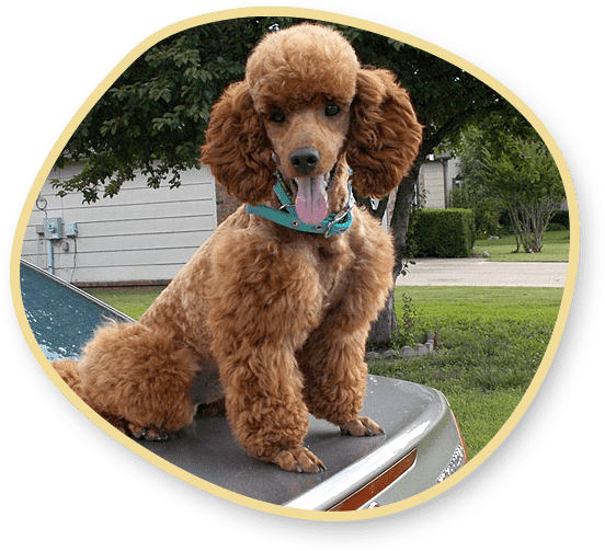 miniature english teddy bear goldendoodles