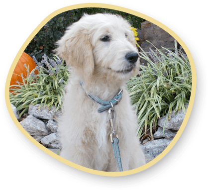 About Goldendoodle Generations and Coat Types