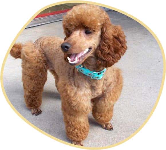 Miniature poodle stud hotsell