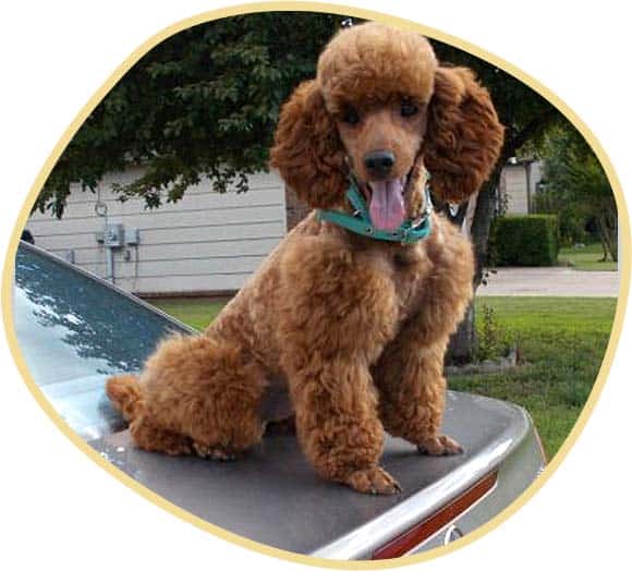 Akc majestic poodles location best sale